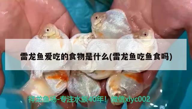 雷龙鱼爱吃的食物是什么(雷龙鱼吃鱼食吗) 鱼缸净水剂