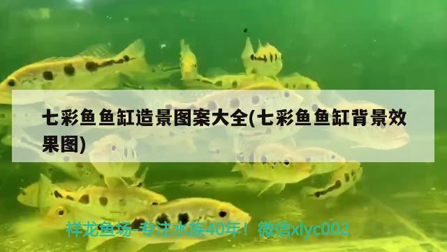 七彩鱼鱼缸造景图案大全(七彩鱼鱼缸背景效果图) 玫瑰银版鱼