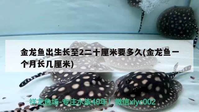 金龙鱼出生长至2二十厘米要多久(金龙鱼一个月长几厘米)