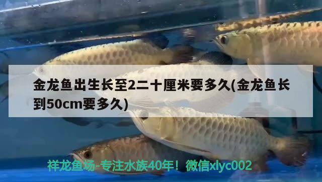 金龙鱼出生长至2二十厘米要多久(金龙鱼长到50cm要多久) 肺鱼