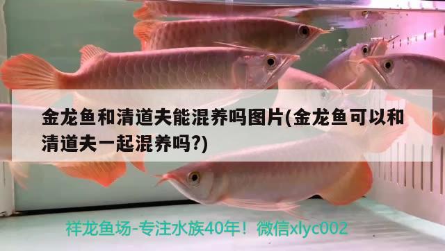 金龙鱼和清道夫能混养吗图片(金龙鱼可以和清道夫一起混养吗?)