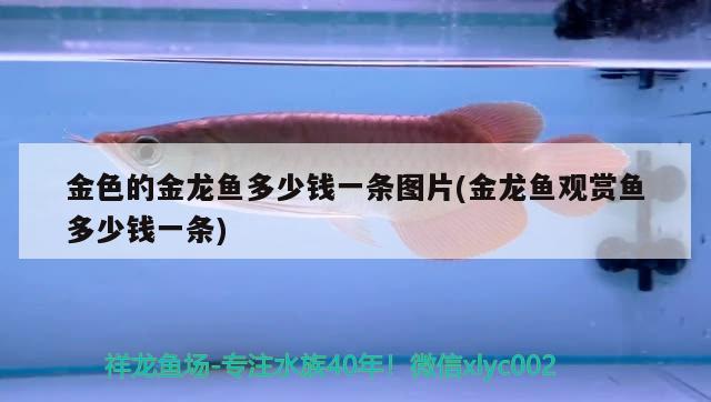 金色的金龙鱼多少钱一条图片(金龙鱼观赏鱼多少钱一条) 鱼缸水质稳定剂