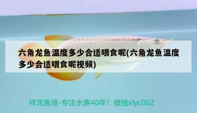 六角龙鱼温度多少合适喂食呢(六角龙鱼温度多少合适喂食呢视频)