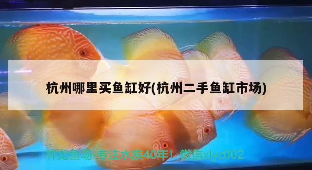 杭州哪里买鱼缸好(杭州二手鱼缸市场)