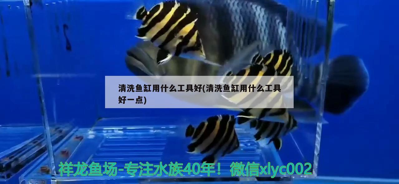 清洗鱼缸用什么工具好(清洗鱼缸用什么工具好一点) 广州龙鱼批发市场