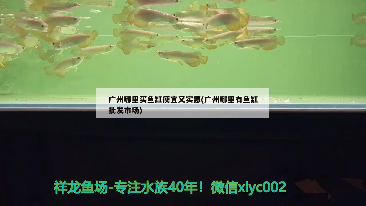 广州哪里买鱼缸便宜又实惠(广州哪里有鱼缸批发市场) 鱼缸/水族箱 第1张