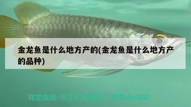 金龙鱼是什么地方产的(金龙鱼是什么地方产的品种) 黑帝王魟鱼