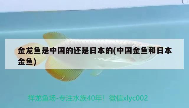 金龙鱼是中国的还是日本的(中国金鱼和日本金鱼)