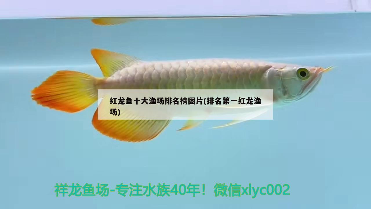 红龙鱼十大渔场排名榜图片(排名第一红龙渔场)