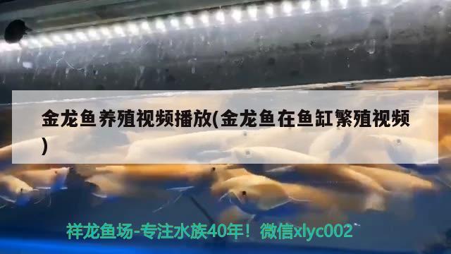 金龙鱼养殖视频播放(金龙鱼在鱼缸繁殖视频)