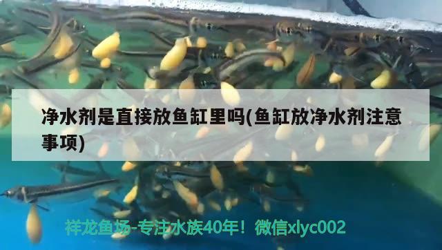 净水剂是直接放鱼缸里吗(鱼缸放净水剂注意事项) 广州祥龙国际水族贸易