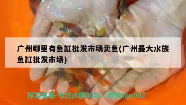 广州哪里有鱼缸批发市场卖鱼(广州最大水族鱼缸批发市场) 鱼缸