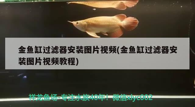 金鱼缸过滤器安装图片视频(金鱼缸过滤器安装图片视频教程) 非洲金鼓鱼