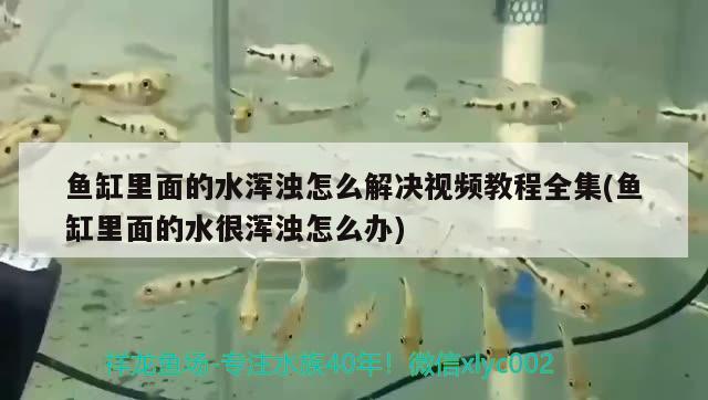 鱼缸里面的水浑浊怎么解决视频教程全集(鱼缸里面的水很浑浊怎么办) 广州龙鱼批发市场