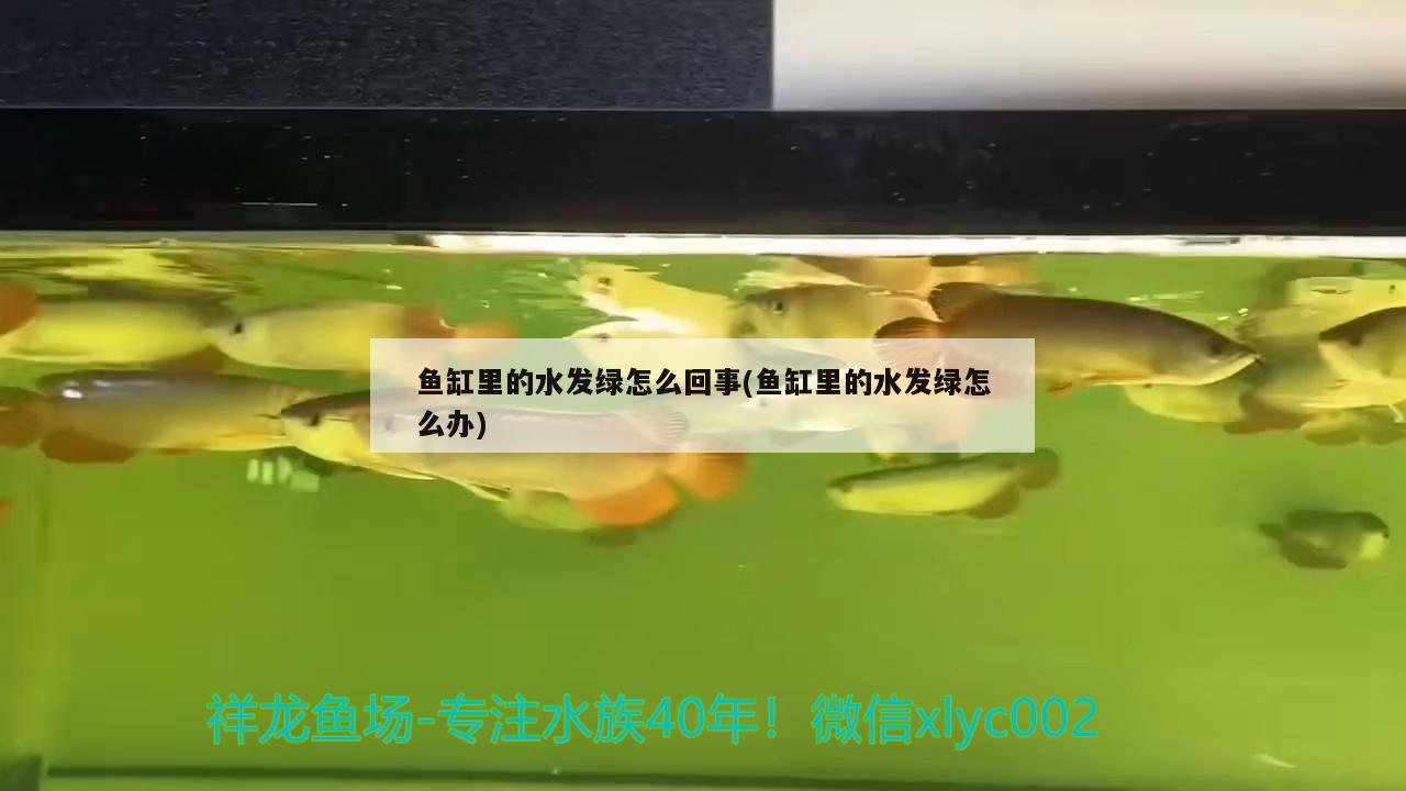 鱼缸里的水发绿怎么回事(鱼缸里的水发绿怎么办)