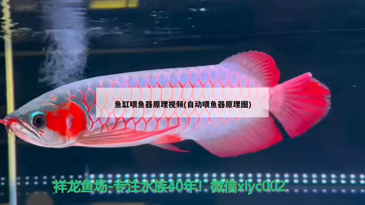 鱼缸喂鱼器原理视频(自动喂鱼器原理图) 泰国雪鲫鱼