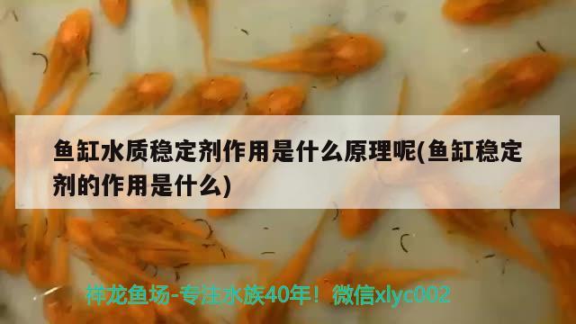 鱼缸水质稳定剂作用是什么原理呢(鱼缸稳定剂的作用是什么) 星点金龙鱼