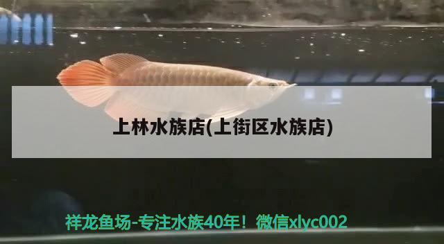 上林水族店(上街区水族店) 非洲象鼻鱼