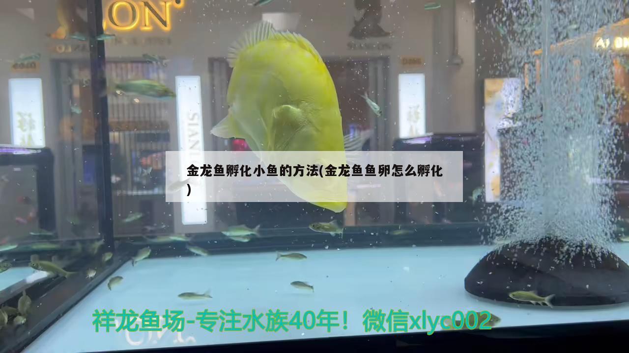 金龙鱼孵化小鱼的方法(金龙鱼鱼卵怎么孵化) 国产元宝凤凰鱼