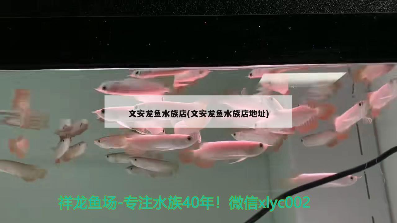 文安龙鱼水族店(文安龙鱼水族店地址) 泰庞海鲢鱼