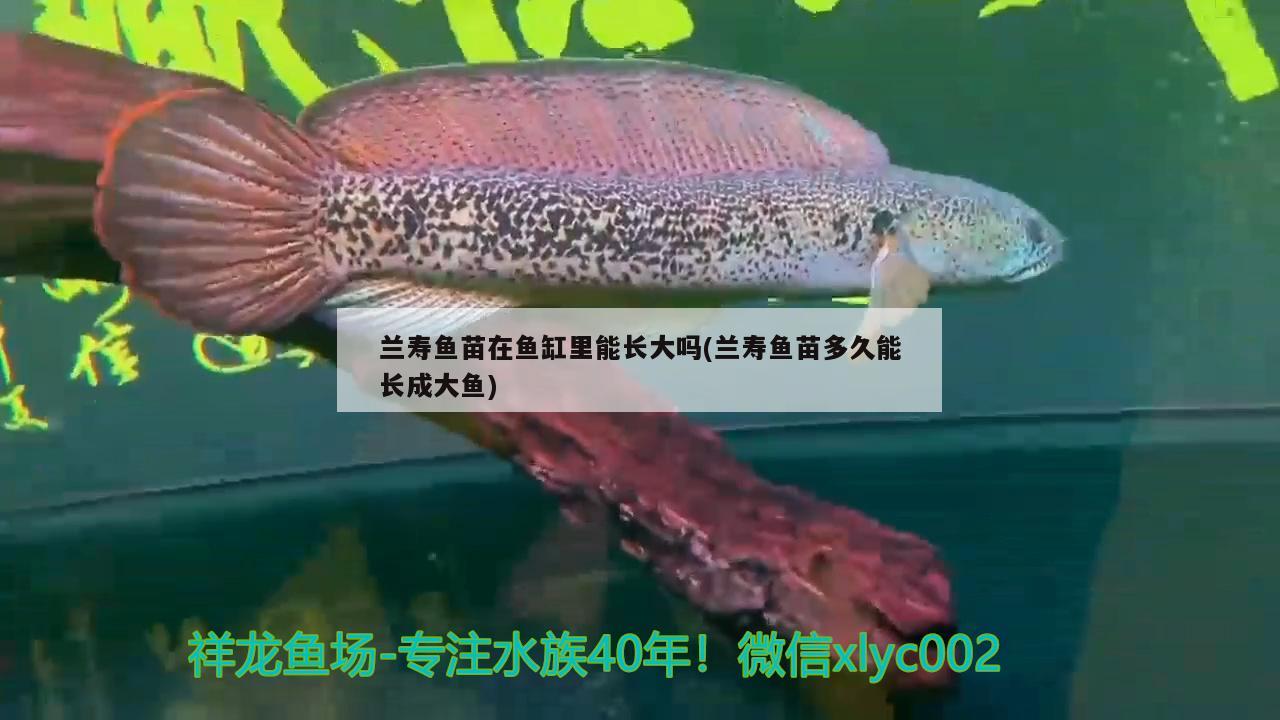兰寿鱼苗在鱼缸里能长大吗(兰寿鱼苗多久能长成大鱼) 财神鹦鹉鱼