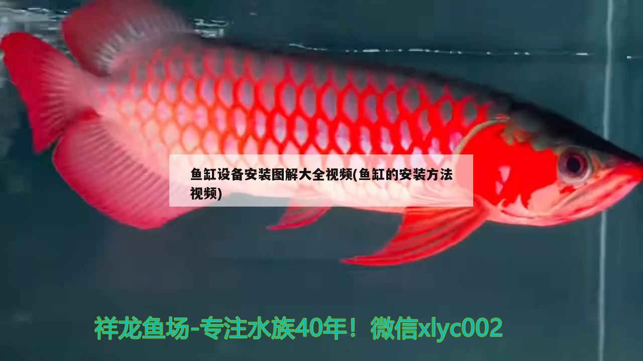 鱼缸设备安装图解大全视频(鱼缸的安装方法视频) 金龙福龙鱼 第2张