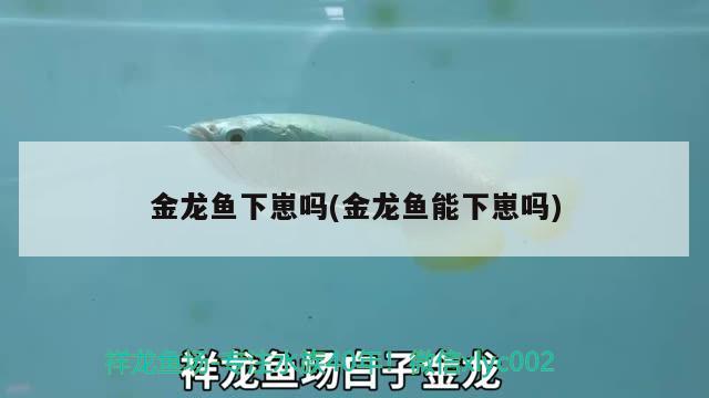 金龙鱼下崽吗(金龙鱼能下崽吗) 泰庞海鲢鱼