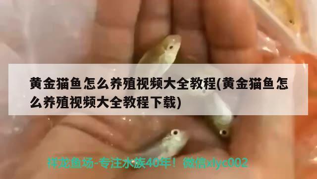 黄金猫鱼怎么养殖视频大全教程(黄金猫鱼怎么养殖视频大全教程下载)