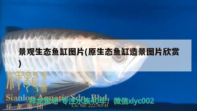 景观生态鱼缸图片(原生态鱼缸造景图片欣赏) 七彩神仙鱼