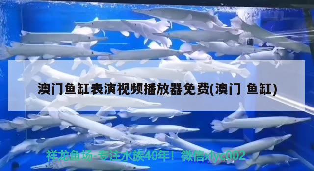 澳门鱼缸表演视频播放器免费(澳门鱼缸) 粗线银版鱼