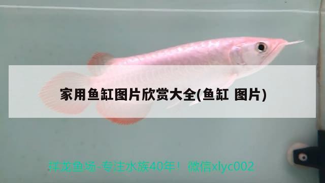 家用鱼缸图片欣赏大全(鱼缸图片) 玫瑰银版鱼