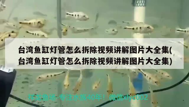 台湾鱼缸灯管怎么拆除视频讲解图片大全集(台湾鱼缸灯管怎么拆除视频讲解图片大全集)