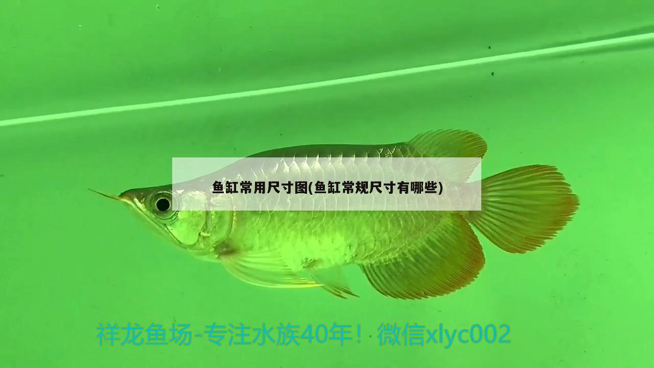 鱼缸常用尺寸图(鱼缸常规尺寸有哪些) 鱼缸风水
