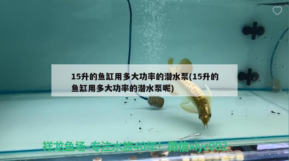 15升的鱼缸用多大功率的潜水泵(15升的鱼缸用多大功率的潜水泵呢) 黄金招财猫鱼