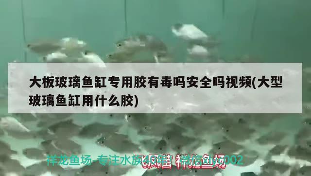 大板玻璃鱼缸专用胶有毒吗安全吗视频(大型玻璃鱼缸用什么胶)