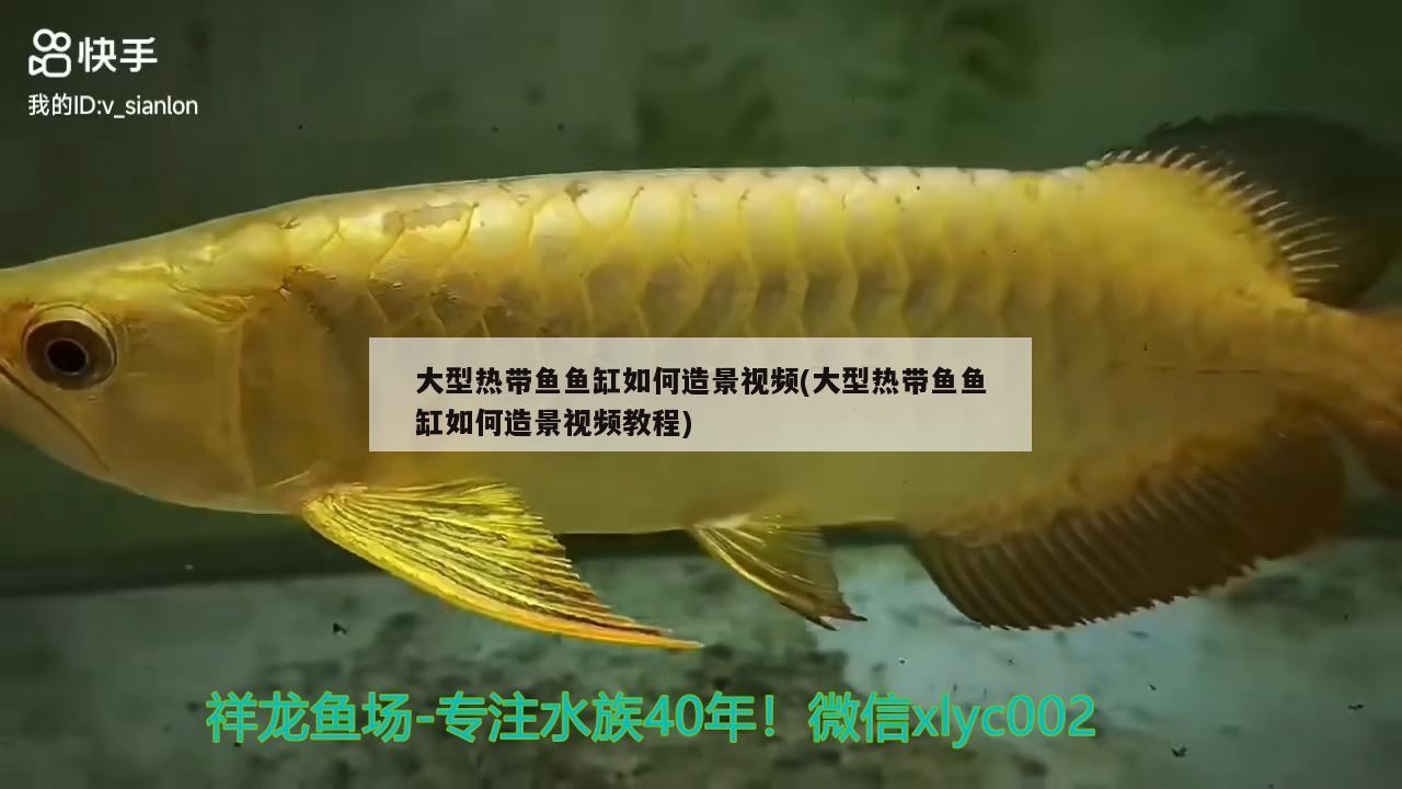 大型热带鱼鱼缸如何造景视频(大型热带鱼鱼缸如何造景视频教程)
