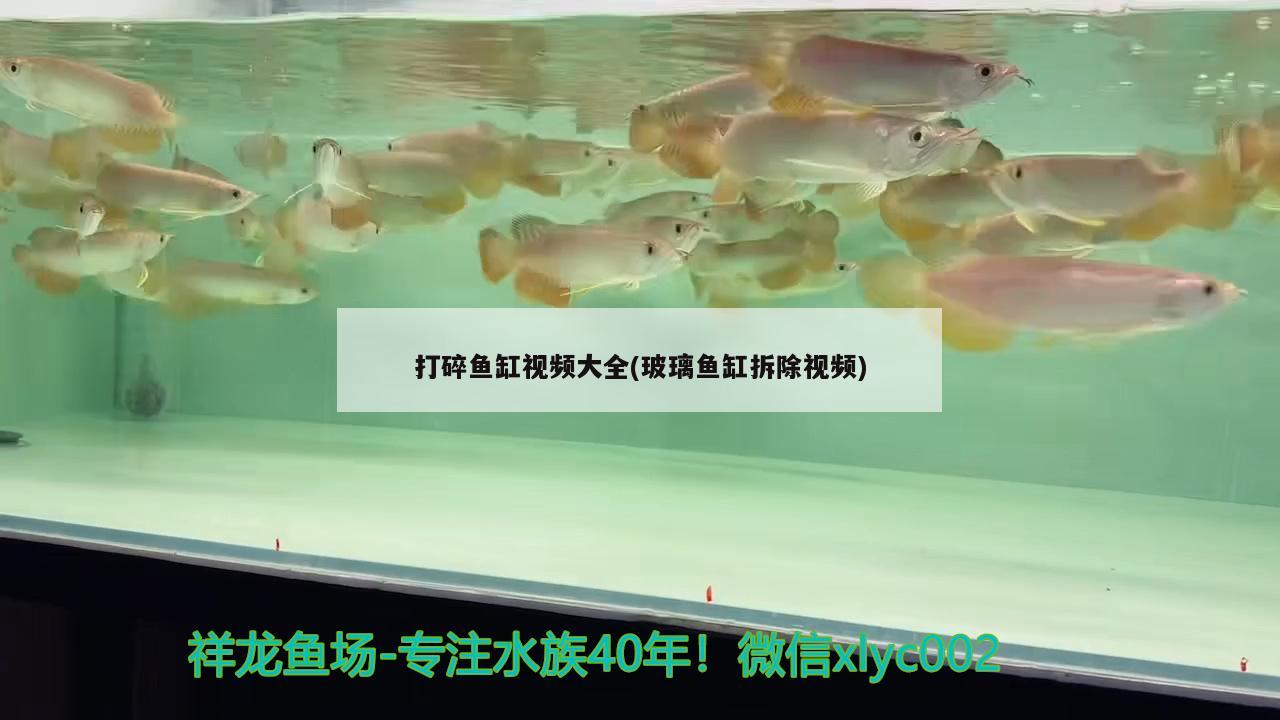 打碎鱼缸视频大全(玻璃鱼缸拆除视频) 祥龙超血红龙鱼