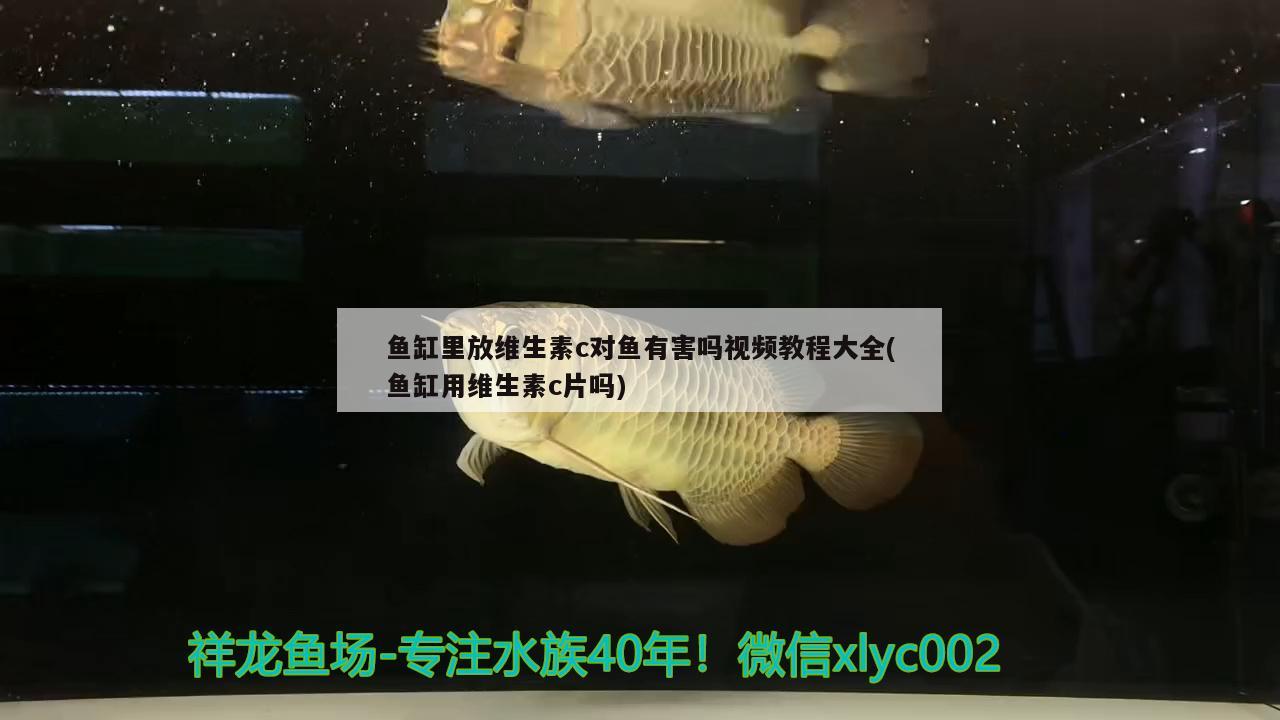 鱼缸里放维生素c对鱼有害吗视频教程大全(鱼缸用维生素c片吗)