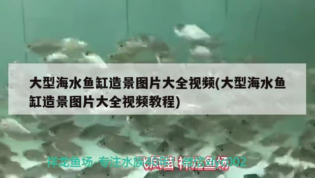大型海水鱼缸造景图片大全视频(大型海水鱼缸造景图片大全视频教程)