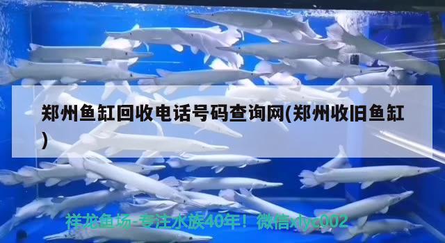 郑州鱼缸回收电话号码查询网(郑州收旧鱼缸) 广州祥龙国际水族贸易