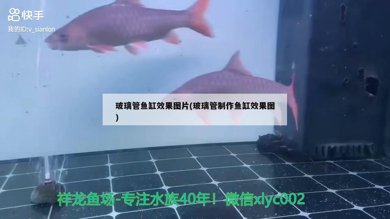 玻璃管鱼缸效果图片(玻璃管制作鱼缸效果图)