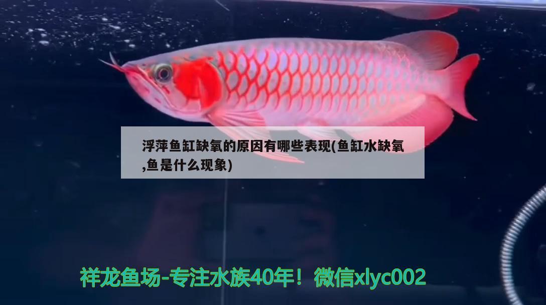 浮萍鱼缸缺氧的原因有哪些表现(鱼缸水缺氧,鱼是什么现象) 祥禾Super Red红龙鱼 第4张