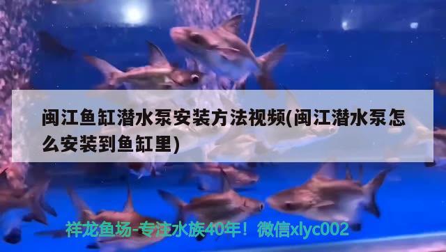闽江鱼缸潜水泵安装方法视频(闽江潜水泵怎么安装到鱼缸里) 黄金达摩鱼