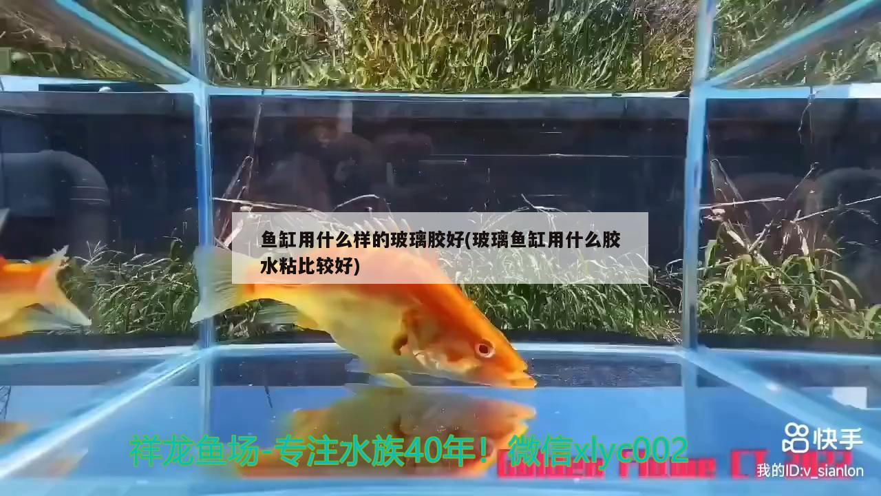 鱼缸用什么样的玻璃胶好(玻璃鱼缸用什么胶水粘比较好) 白写锦鲤鱼