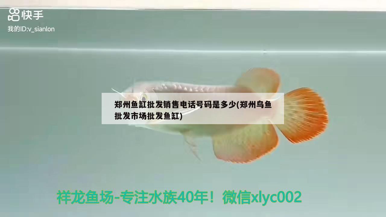 郑州鱼缸批发销售电话号码是多少(郑州鸟鱼批发市场批发鱼缸) 银龙鱼