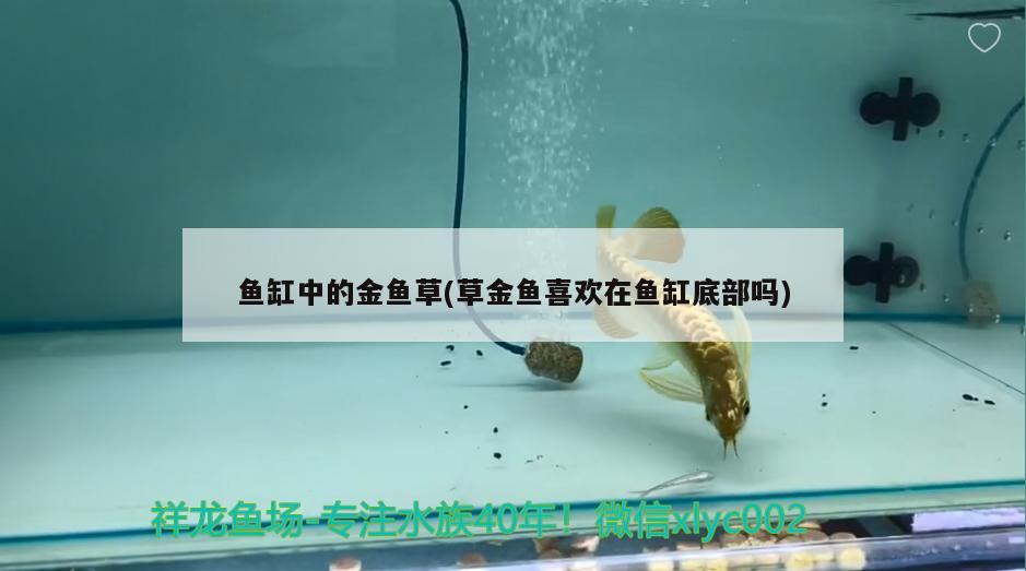 鱼缸中的金鱼草(草金鱼喜欢在鱼缸底部吗)