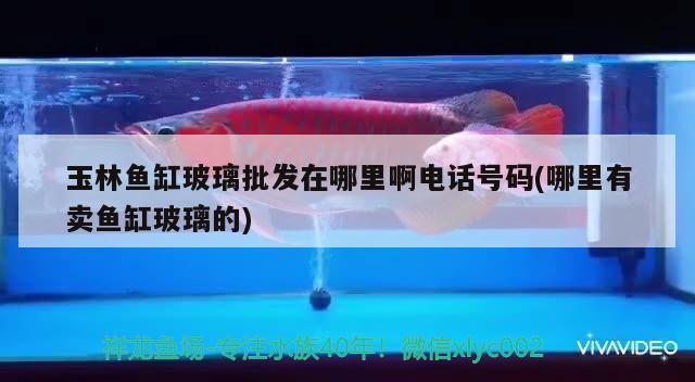 玉林鱼缸玻璃批发在哪里啊电话号码(哪里有卖鱼缸玻璃的) 广州水族批发市场