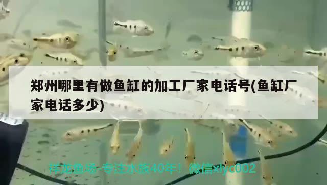 郑州哪里有做鱼缸的加工厂家电话号(鱼缸厂家电话多少) 大白鲨鱼