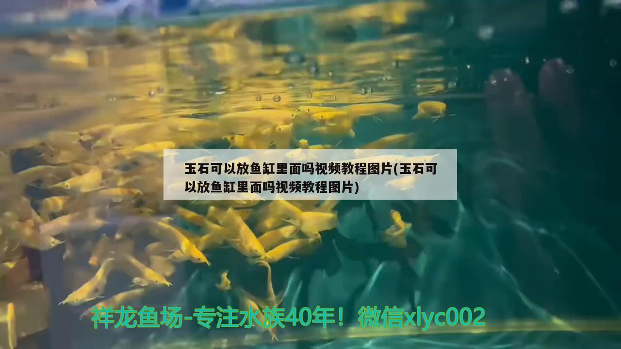 玉石可以放鱼缸里面吗视频教程图片(玉石可以放鱼缸里面吗视频教程图片)