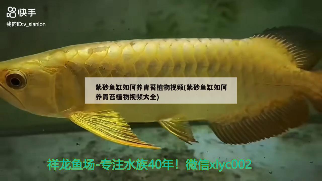 紫砂鱼缸如何养青苔植物视频(紫砂鱼缸如何养青苔植物视频大全)
